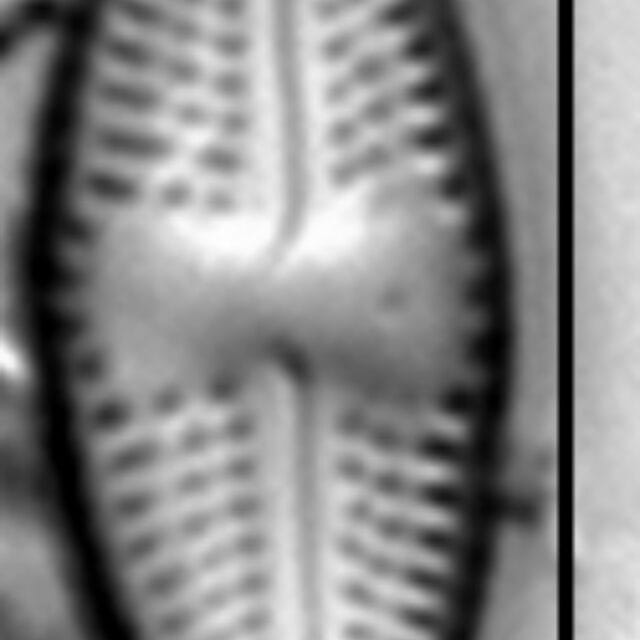 Cd38 Na  Luticola Mutica 4