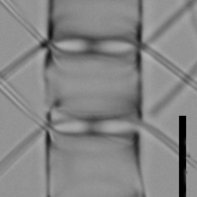 Chaetoceros muelleri LM1