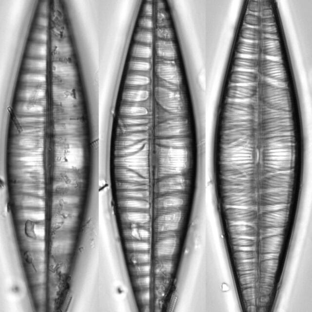 C Cuspidata Valve Forms Gray