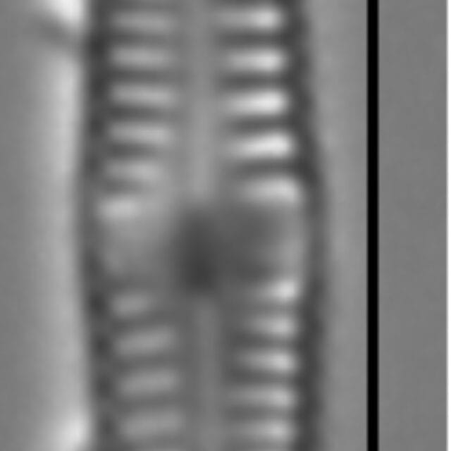 C Mediocris5 C Mediocris5