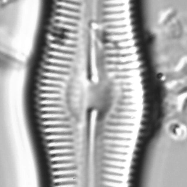 Caloneis Schumannaina SK1 3