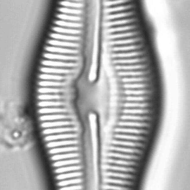 Caloneis Schumannaina_Sk1_1