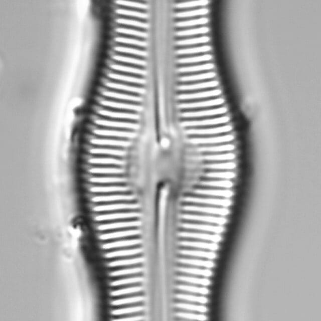Caloneis Schumannaina_SK1_2