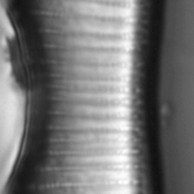 Eunotia montuosa LM1