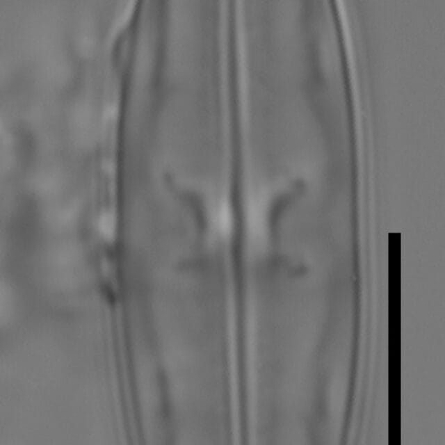 Caponea caribbea BBCW2 C1 ep05 canopeum jay