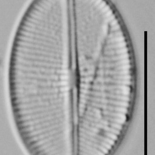 Cavinula Jaernefeltii Nh10003 A 041518 04 C