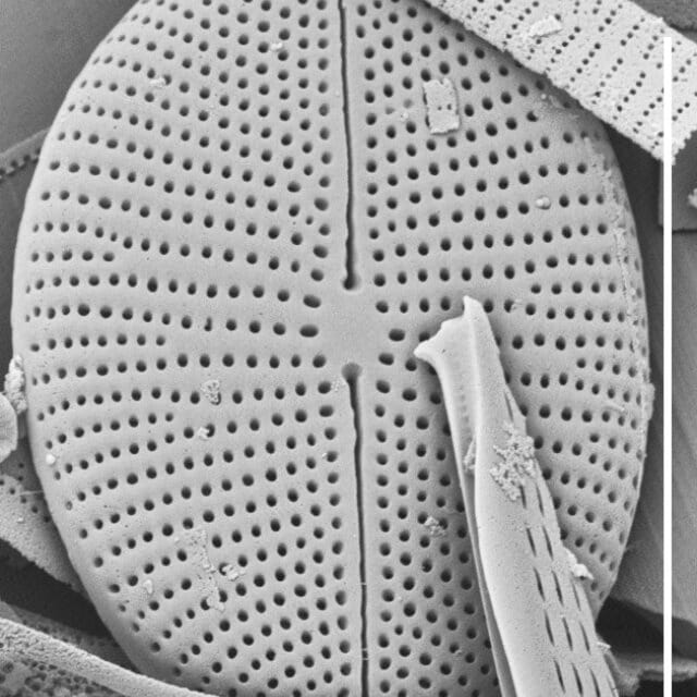 Cavinula Jaernefeltii Sem 10U Me Hp002 042618 Mix 021