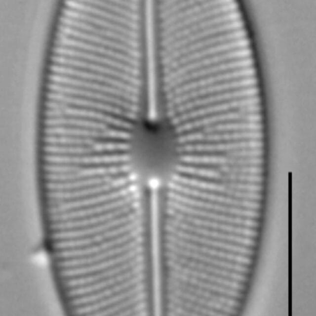 Cavinula cocconeiformis LM1