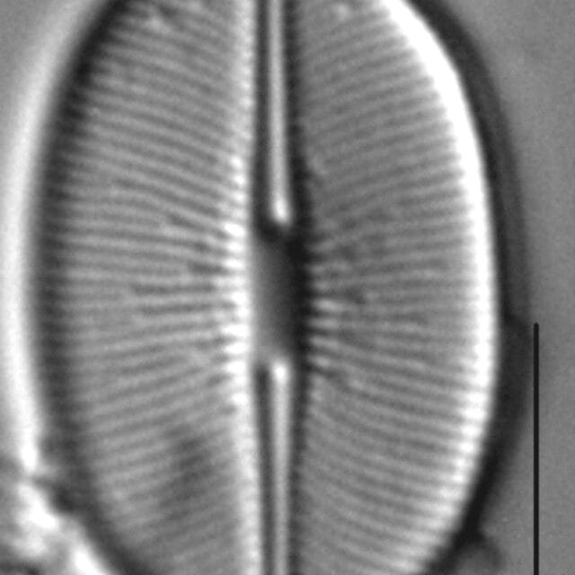 Caloneis budensis LM1
