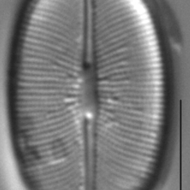 Caloneis budensis LM3
