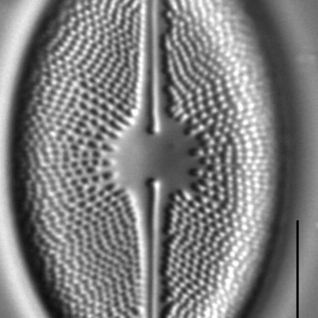 Cavicula scutiformis LM2