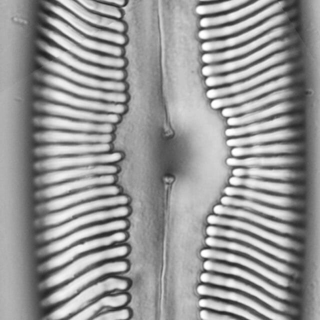 Pinnularia alabamae LM2