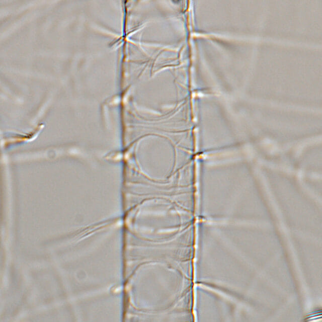 Chaetoceros constrictus LM4 copy