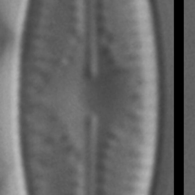 Cham Witkowskii Little Elmore 12 B 1