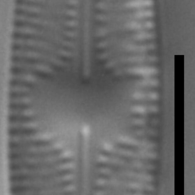 Chamaepinnularia witkowskii LM2