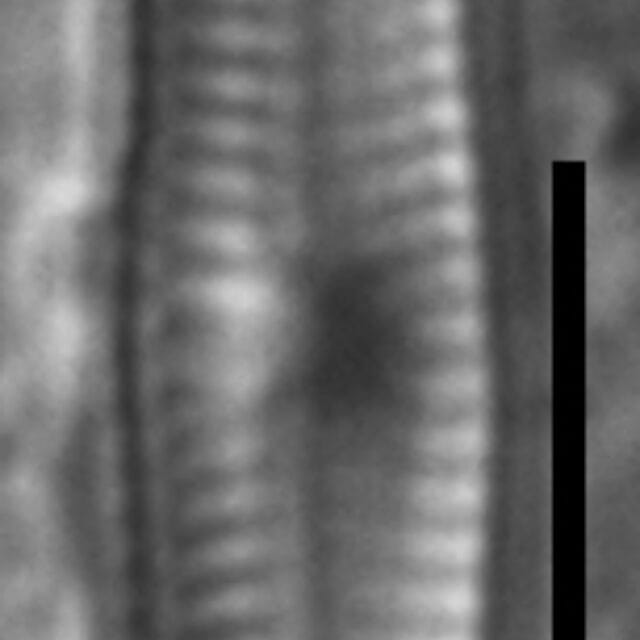 Chamaepinnularia gandrupii LM7