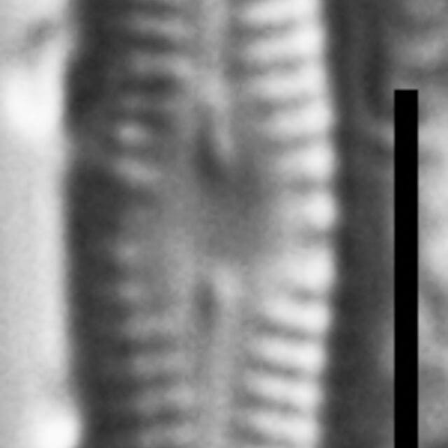 Chamaepinnularia gandrupii LM3