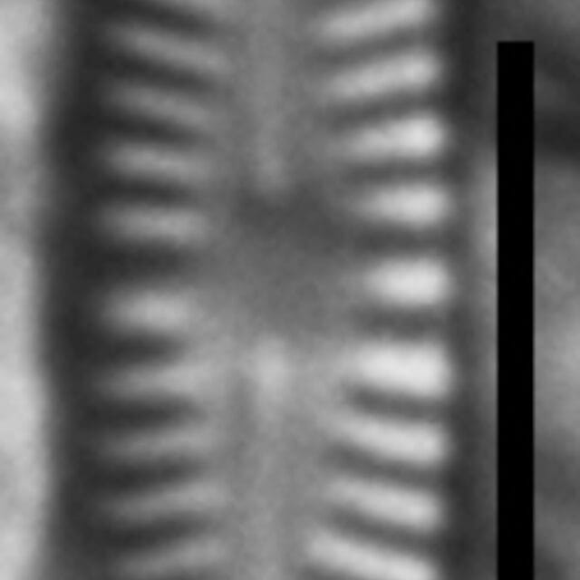 Chamaepinnularia gandrupii LM4