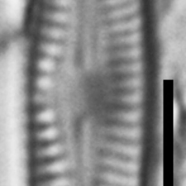 Chamaepinnularia gandrupii LM6