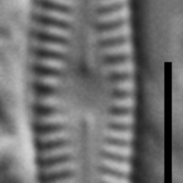 Chamaepinnularia gandrupii LM1