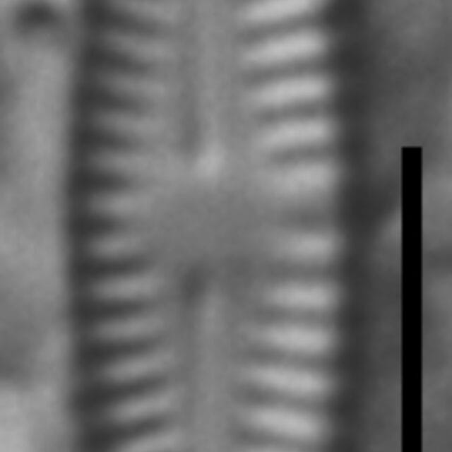 Chamaepinnularia gandrupii LM2