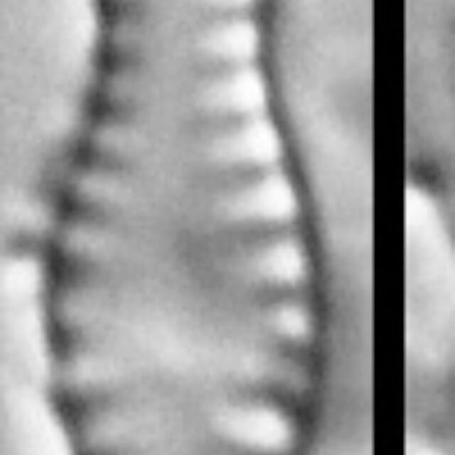 Chamaepinnularia Hassiaca Instaar15632 B 031517 02 Csharpened