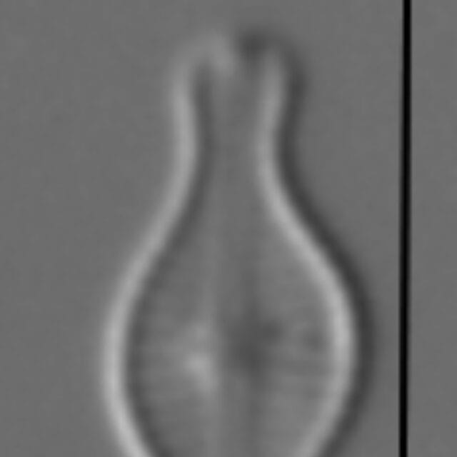 Chamaepinnularia Schmassmannii  Amphi Sl67A