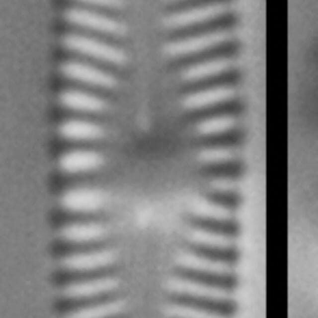 Chamaepinnularia krasskei LM7