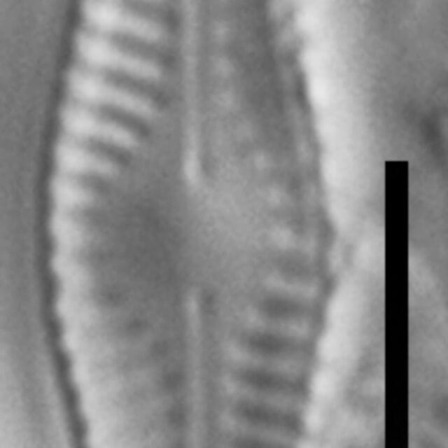 Chamaepinularia krookii LM6