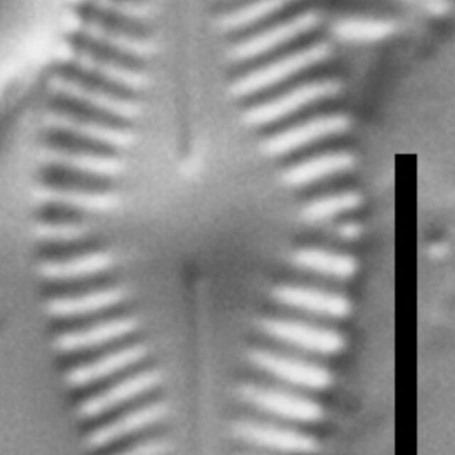 Chamaepinularia krookii LM5