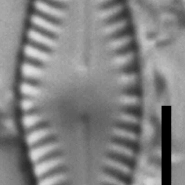 Chamaepinularia krookii LM5