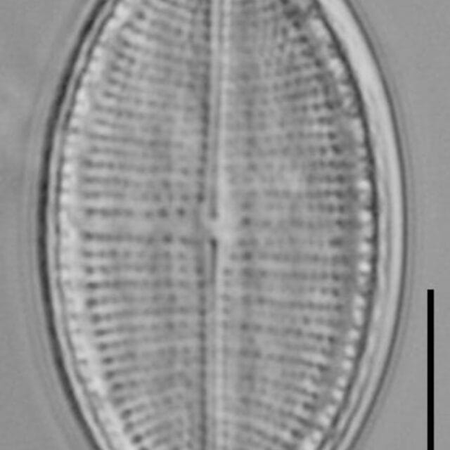 Cocconeis Cascadensis Lm06