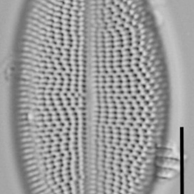 Cocconeis coreana LM15