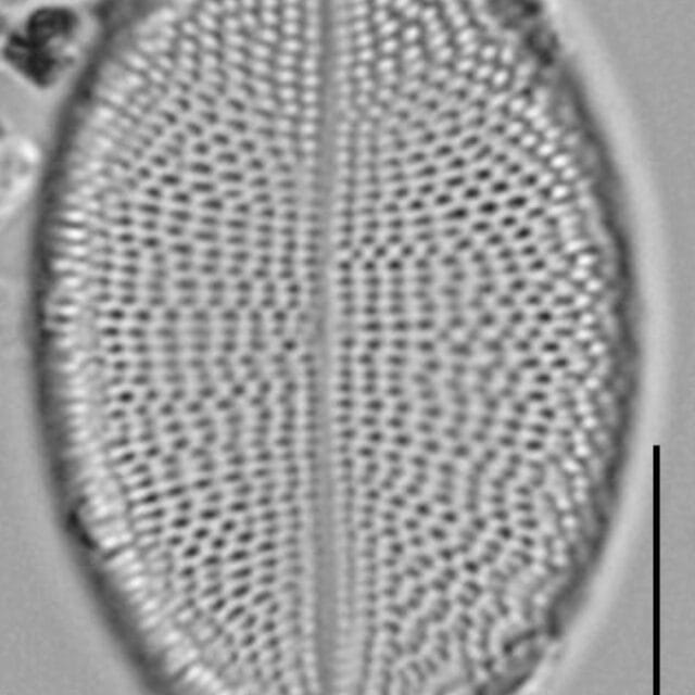 Cocconeis czarneckii LM1