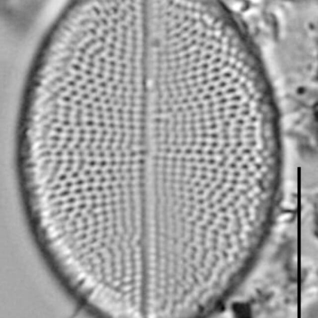 Cocconeis czarneckii LM2