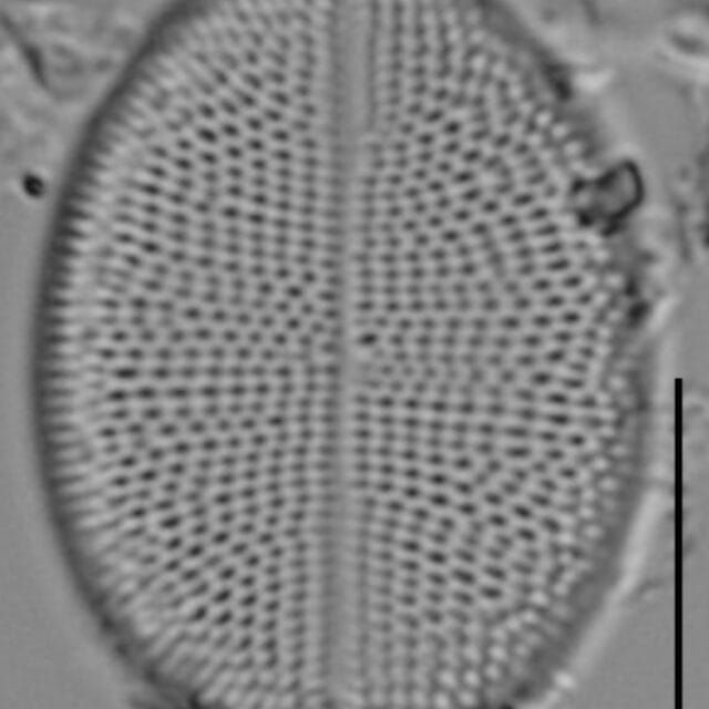 Cocconeis czarneckii LM3