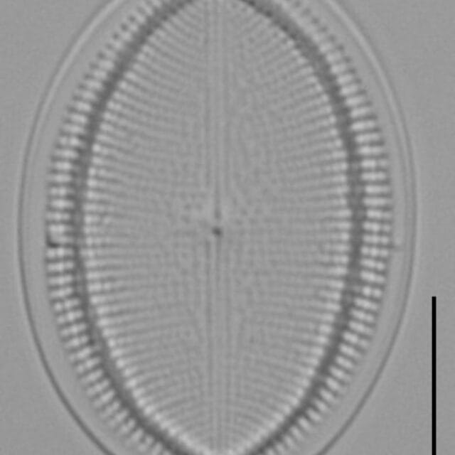 Cocconeis czarneckii LM5