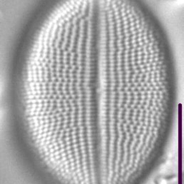 Cocconeis Grovei LM4