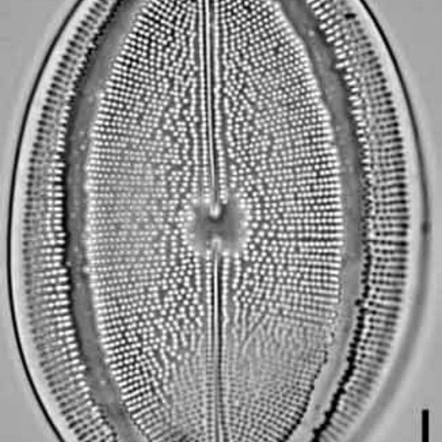 Cocconeis grovei LM2