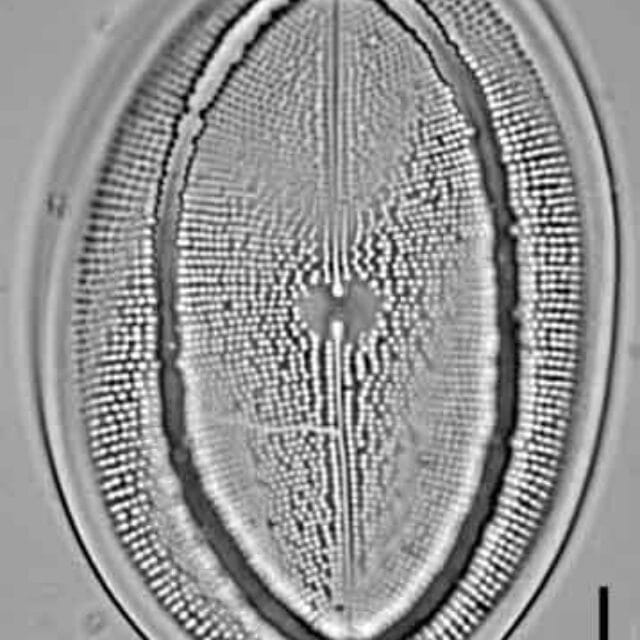Cocconeis grovei LM3
