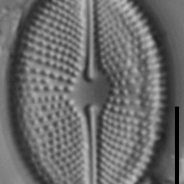 Cosmioneis pusilla LM1