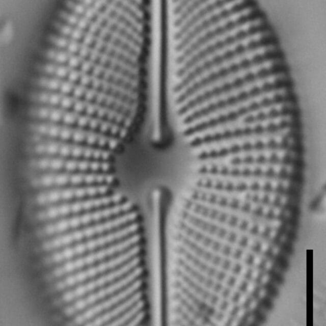 Cosmioneis pusilla LM2