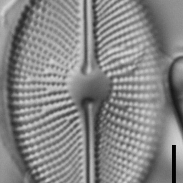Cosmioneis pusilla LM3