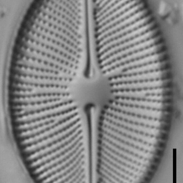 Cosmioneis pusilla LM4