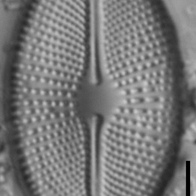 Cosmioneis pusilla LM5