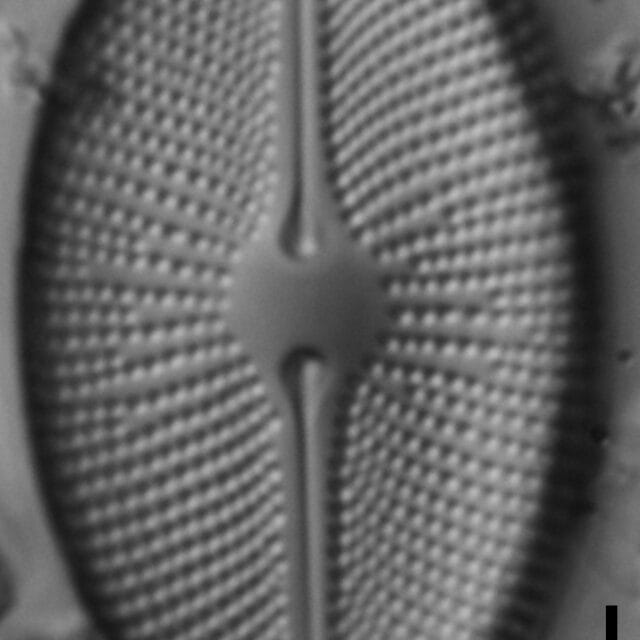 Cosmioneis pusilla LM6