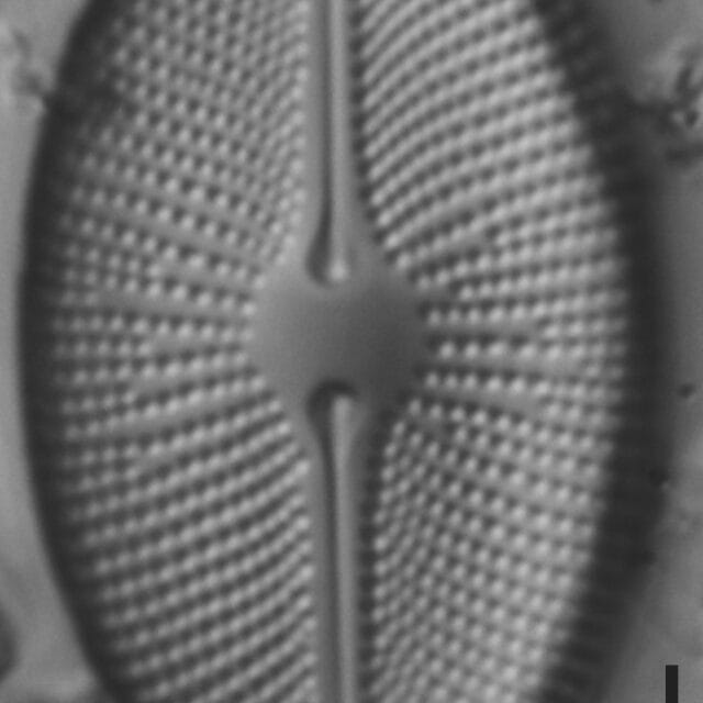 Cosmioneis pusilla LM6