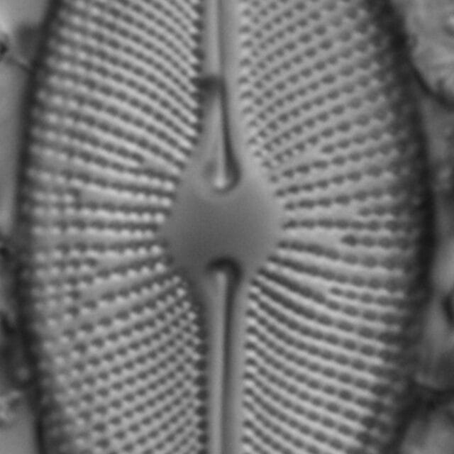 Cosmioneis pusilla LM7