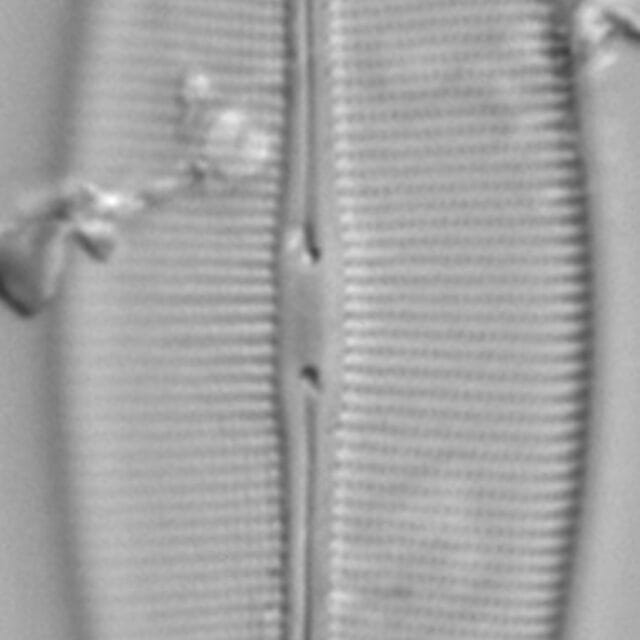 Crat Ambigua 14 8 27 05 3Ed