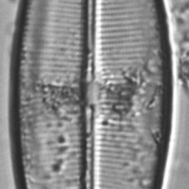 Crat Ambigua 6 7 30 1